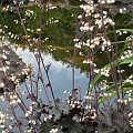 Spring refresh